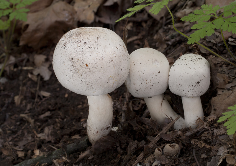 Agaricus xanthodermus